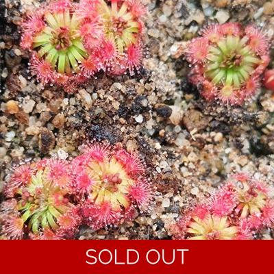 Drosera manii, 10+ gemmae